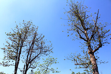 Tree with little flower start grow