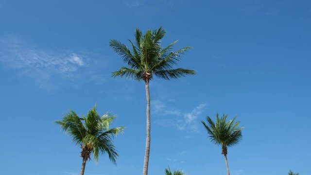 Looking up at 3 palm trees blowing in the wind on a sunny day at the beach.