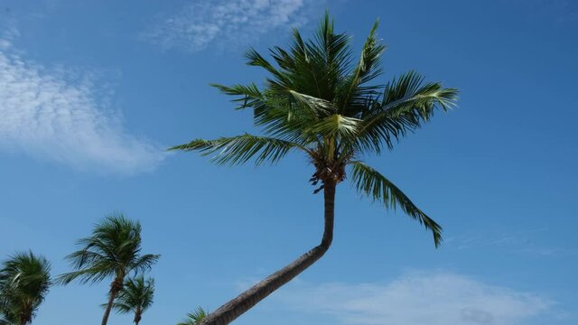 Tropical Beach In Singapore, B-Roll, Crop of 1 Horizontal Palm Tree Blowing In The Wind Against A Clear Blue Sunny Sky.