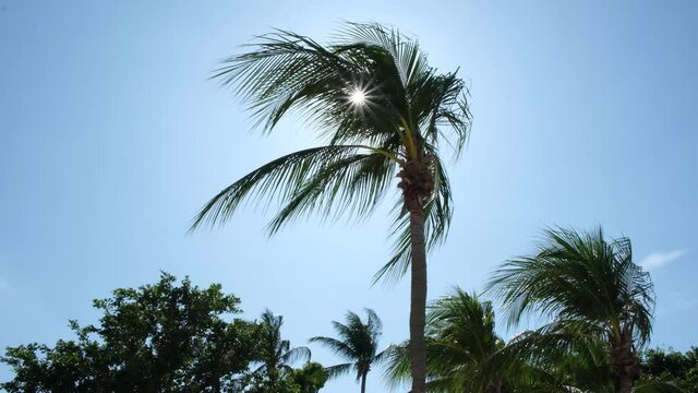 Looking up at Sun Shining Through A Palm Tree Moving blowing in the wind on a sunny day at a tropical beach.