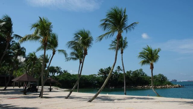 Wide Shot Of A Tropical Beach With Palm Trees  blowing in the wind on a sunny day.