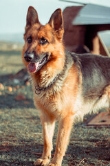 Dog german shepherd in a summer day