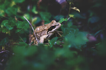 Small common frog, Rana temporia, in the woods between blurred leaves, Austria