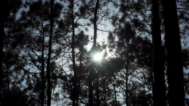 4K sunbeams crossing a pine forest, pine trees silhouettes dancing in the wind with some camera flair. 60fps.