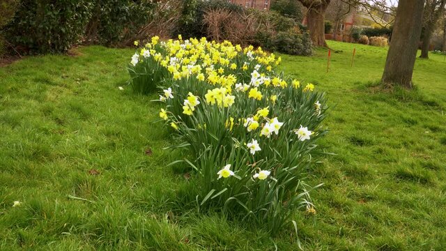 4K close up on some yellow and white narcissus commonly known as daffodil or jonquil shaking in the wind.