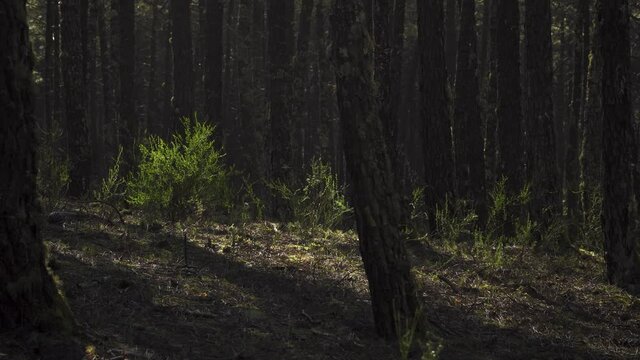 4K ulex europaeus commonly known as gorse or tojo dancing in the wind in the middle of few pine trees. 60fps