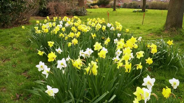 4K close up on some yellow and white narcissus commonly known as daffodil or jonquil shaking in the wind.