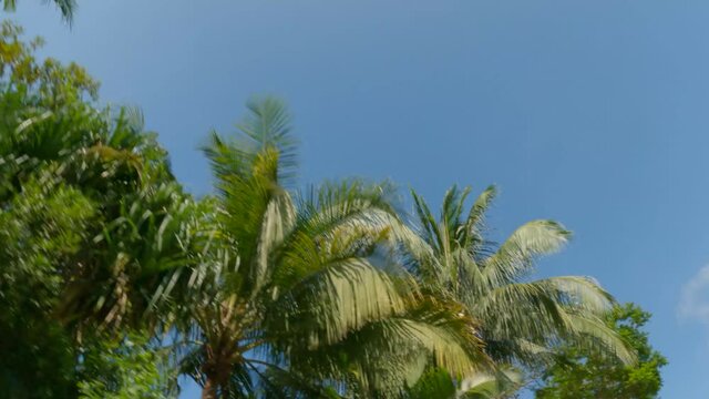 Vehicle Shot Looking Up At Palm Trees On A Sunny Day.