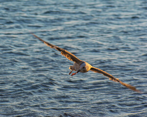seagull on the water