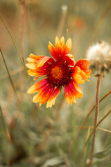 orange flower in the garden