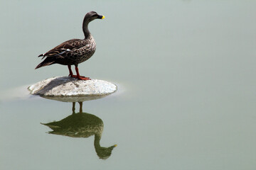 duck looks face on water