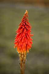 flower of a cactus