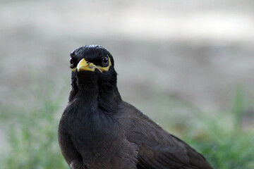 myna Birds watching you