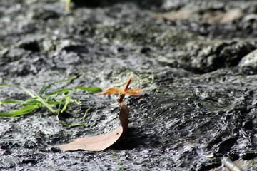 dragonfly