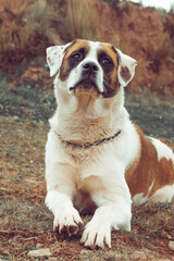 english bulldog puppy