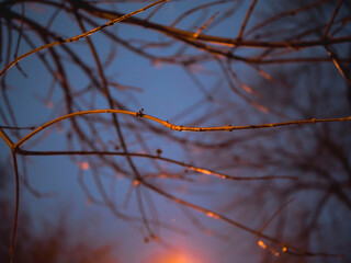 Single branch in front of branchless tree