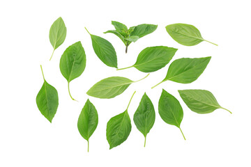Fototapeta premium Thai basil leaves isolated on white background - Top view and clipping path