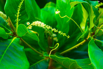caterpillar on a leaf