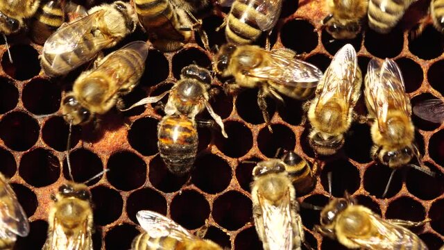 Honey bee sick and weakened by varroatosis disease. The deformed wing virus (DWV). The Varroa in a honey bee colony