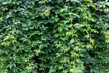 Lush foliage of virginia creeper vine on the wall