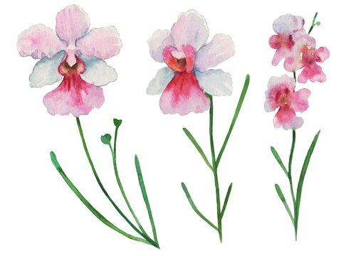 Set of watercolor painted orchid Vanda miss Joaquim, national Singapore flower, isolated on white background.