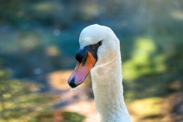 Obraz premium Portrait of a graceful white swan with long neck on green water background.