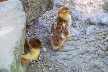 Cute little ducklings standing in a lake coast