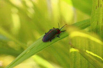 besouro de búzios rio de janeiro
