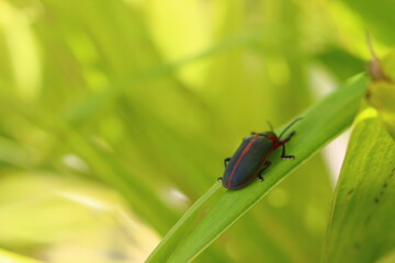 besouro de búzios rio de janeiro