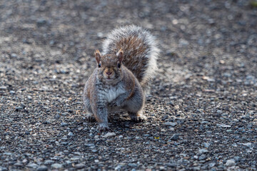 one cute grey squirrel with one arm touching the ground and one hold close to the chest on the roadside of the park looking at you