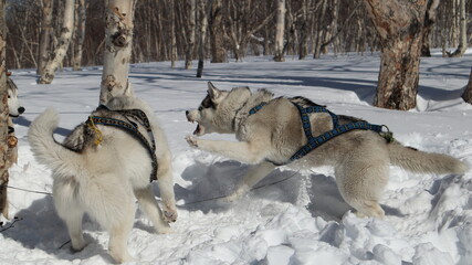 Naklejka premium aggressive husky