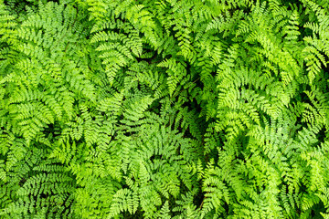 Close-up of green ferns leaves in the forest, natural vegetation fern pattern background
