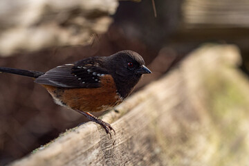 close up of a towhee bird resting on top of the wooden fence under the sun in the park