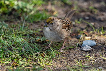 one cute chubby golden-crowned sparrow searching for food grassy field in the park