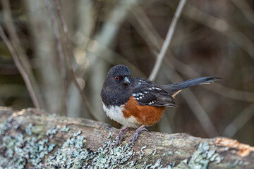 one cute towhee bird resting on top of moss-covered wooden fence in the park