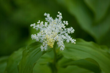 Flowering Smilacina racemosa