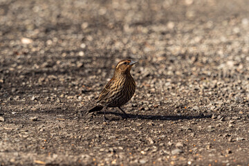 one cute sparrow picking up the seeds spreading on the ground in the park on a sunny day