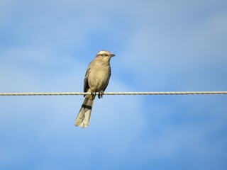 bird
