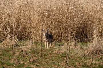 Obraz na płótnie Canvas one coyote standing in front of the brown straw field staring at you direction