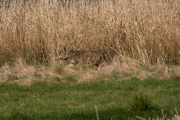 one coyote walking along the edge of brown straw field searching for food