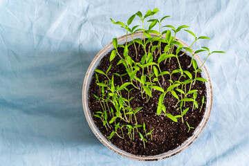 Tomato seedlings in a plastic bucket with earth on a blue background, top view