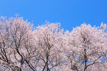 満開のエドヒガンザクラ