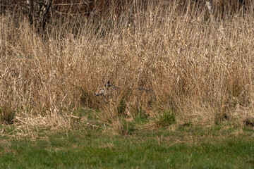 one coyote standing behind tall brown straws on the edge of the straw filed on a sunny day