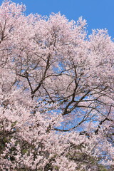 満開のエドヒガンザクラ