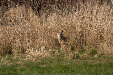 one coyote hiding behind tall brown grasses in the field staring at  your direction