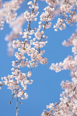 満開の枝垂れ桜