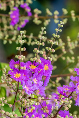 Beautiful Lagerstroemia floribunda Jack tree are blooming in the garden at summer in thailand.