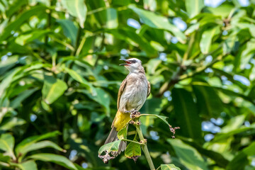 Yellow-vented Bulbul (Pycnonotus goiavier) bird perching on a tree branch.