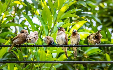 Scaly-breasted Munia (Lonchura punctulata) on a power cable with green tree background.