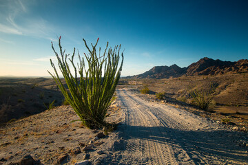 Shade on the OHV Trail